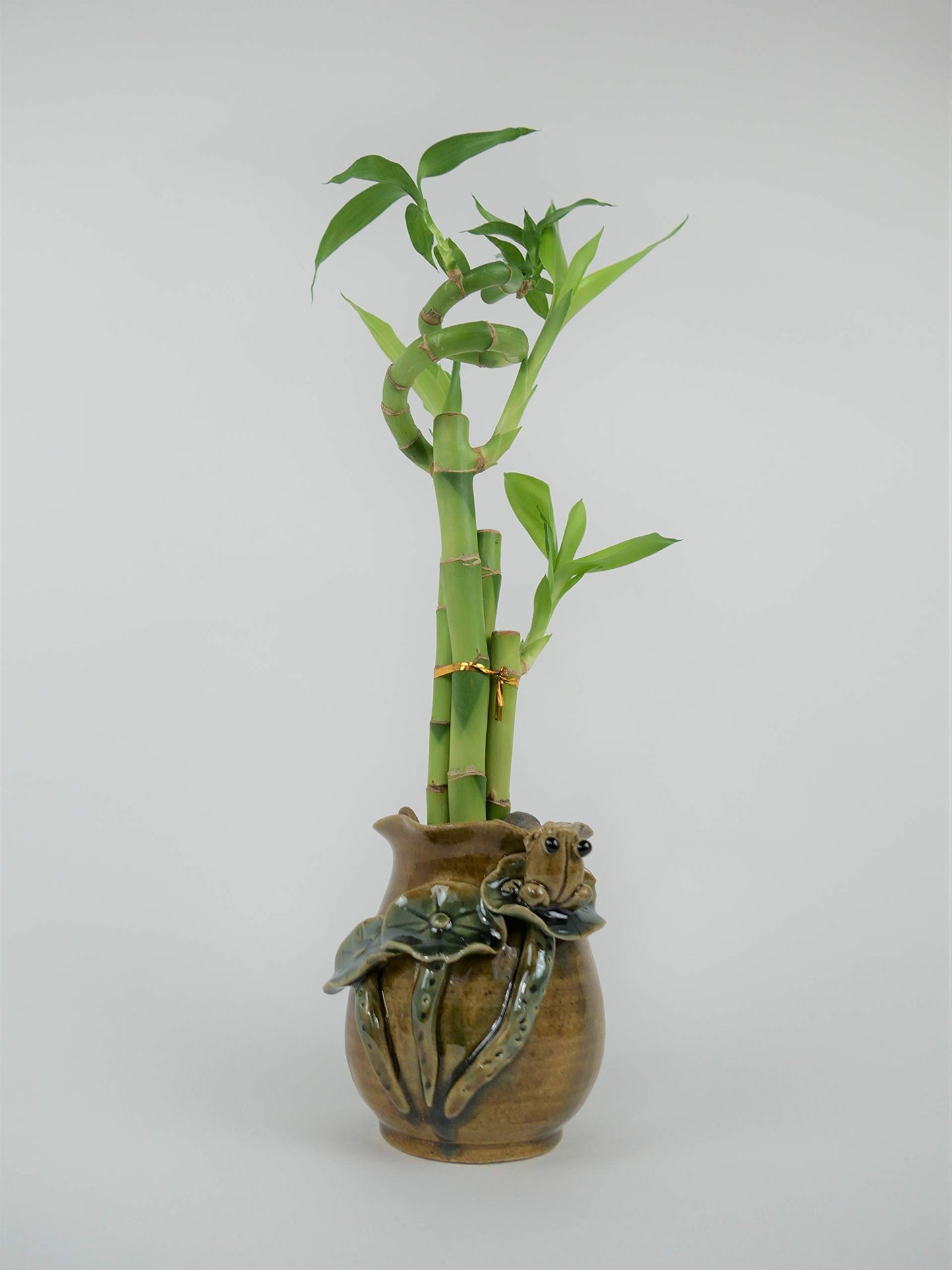 Lucky Bamboo Spiral Arrangement – Live 4-Stalk Plant in Handmade Ceramic Pot