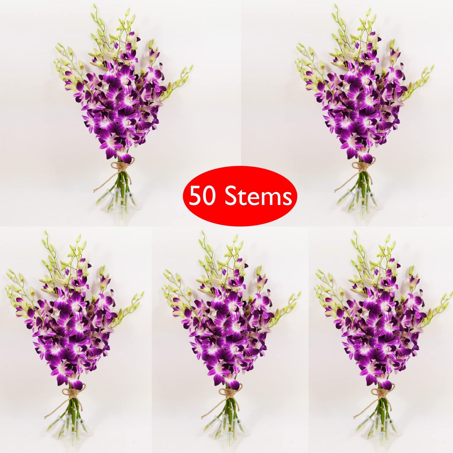 Sonia Cut Dendrobium Orchids