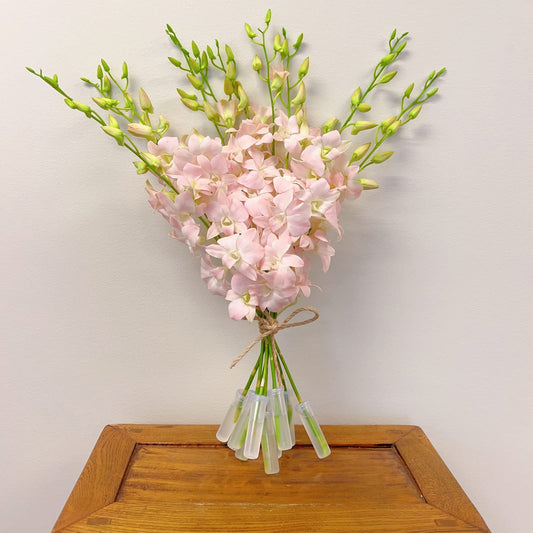 Jinda Sweet (Peachy Pink) Cut Dendrobium Orchids
