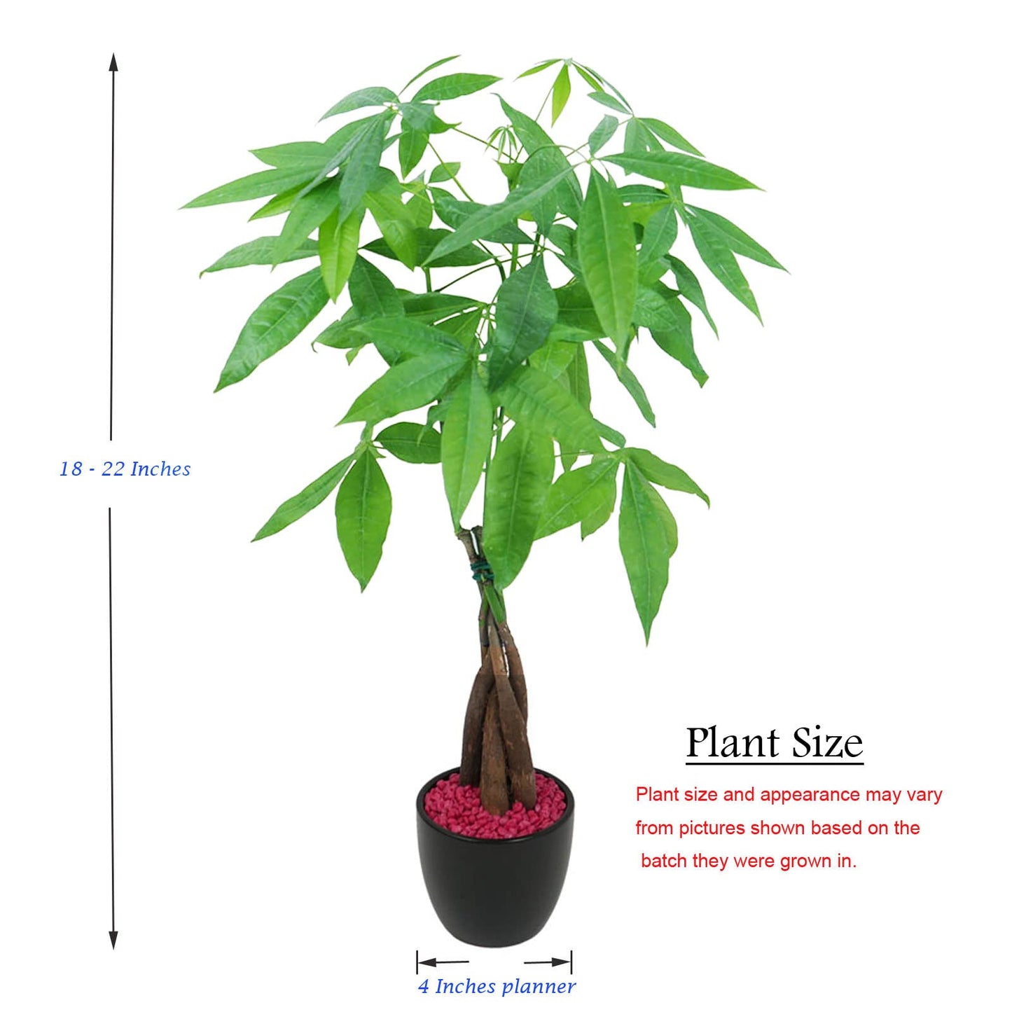 Live Money Tree (Pachira Aquatica) – 18–22” Tall Indoor Plant with Ceramic Pot
