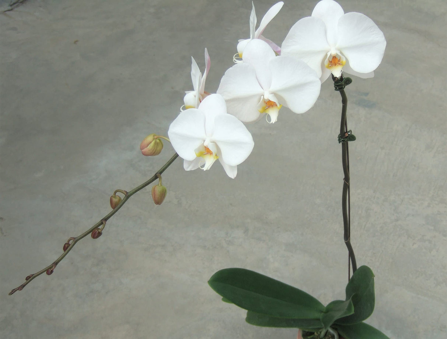 5" Live Phalaenopsis Orchid Plant – Large Blooms with Ceramic Pot