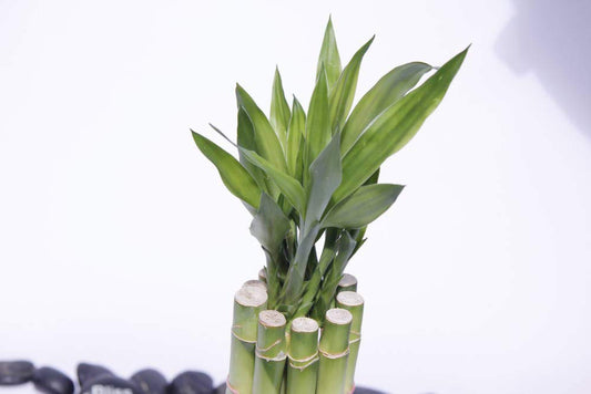 Lucky Bamboo Arrangement – Five 6” Stalks in Clear Square Prism Vase