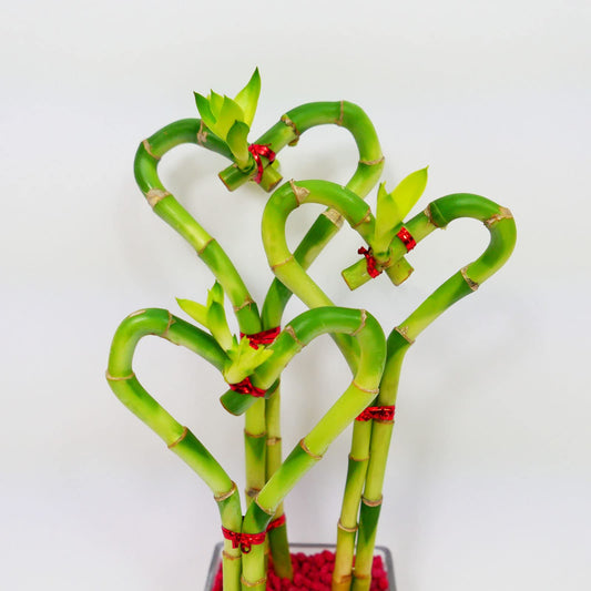 Heart-Shaped Lucky Bamboo Arrangement in Glass Vase – 1, 2, or 3 Hearts