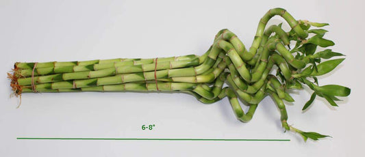 Lucky Bamboo Corkscrew Spiral Shoots (Bunch)