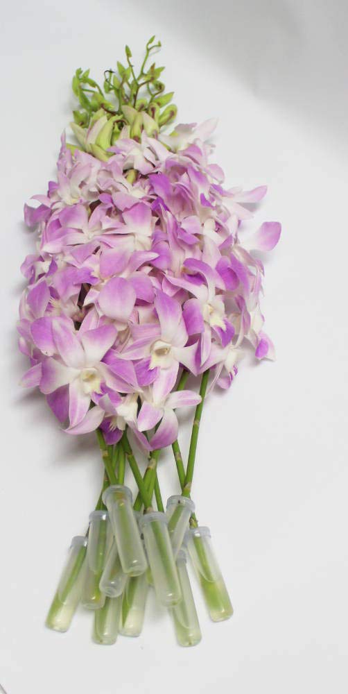 Pink Misteen (Light Lavender) Cut Dendrobium Orchids
