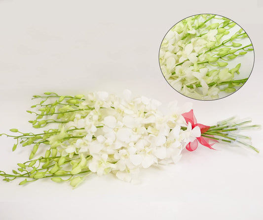 White Cut Dendrobium Orchids