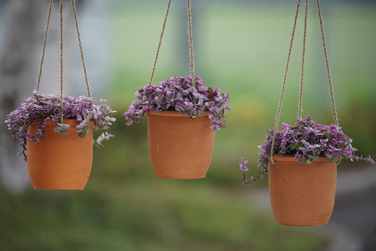 Trio Hanging Callisia ‘Pink Panther’ – Live Variegated Plants in 4” Terracotta Pots