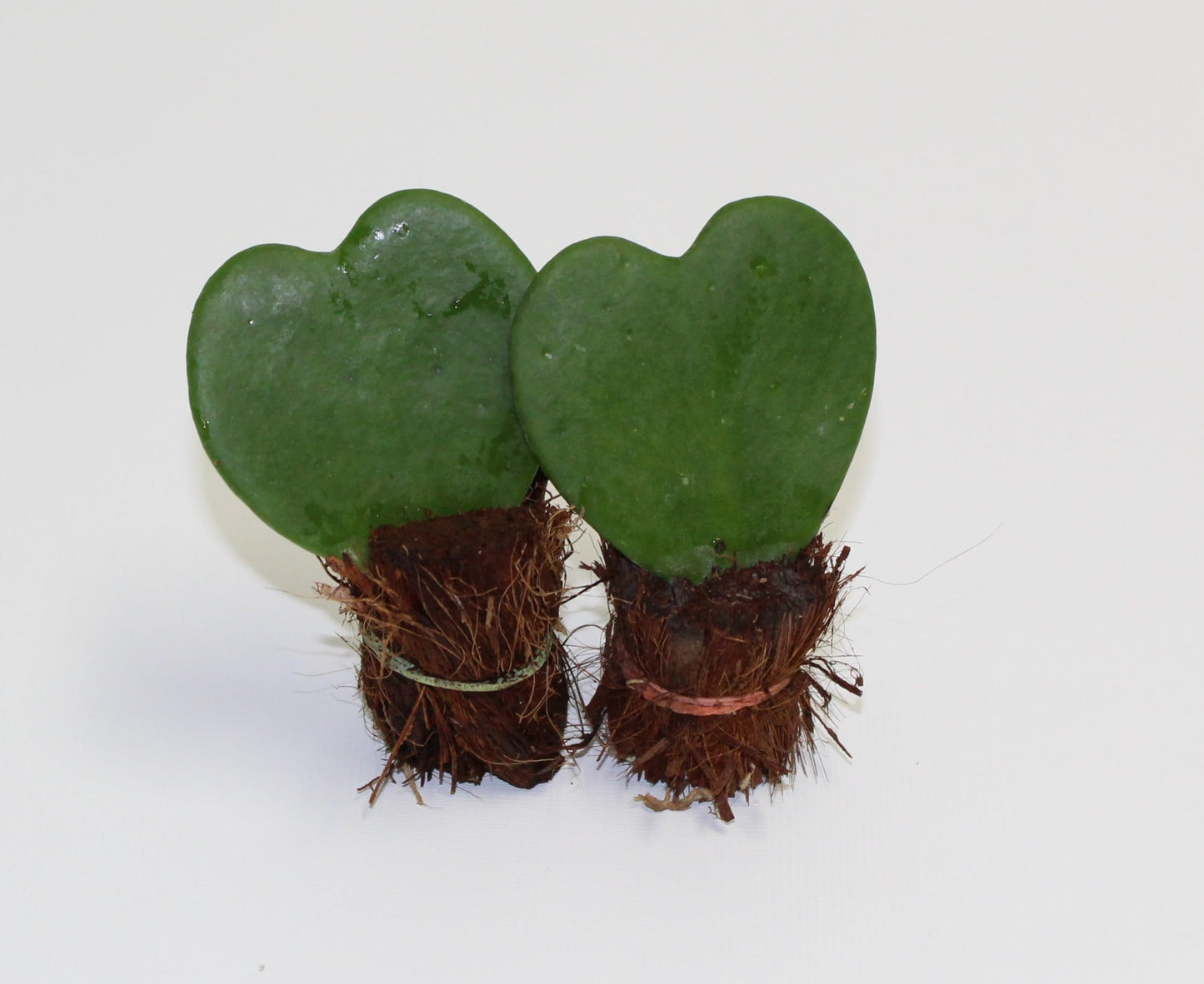 Double Heart-Shaped Hoya Kerrii – Live Succulent Set in White Geometric Ceramic Pots