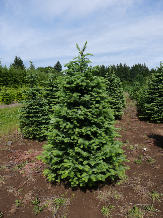 Real Fresh Cut Nordman Fir Christmas Tree (2–7 ft) – Farm-Grown with Optional Premium Stand