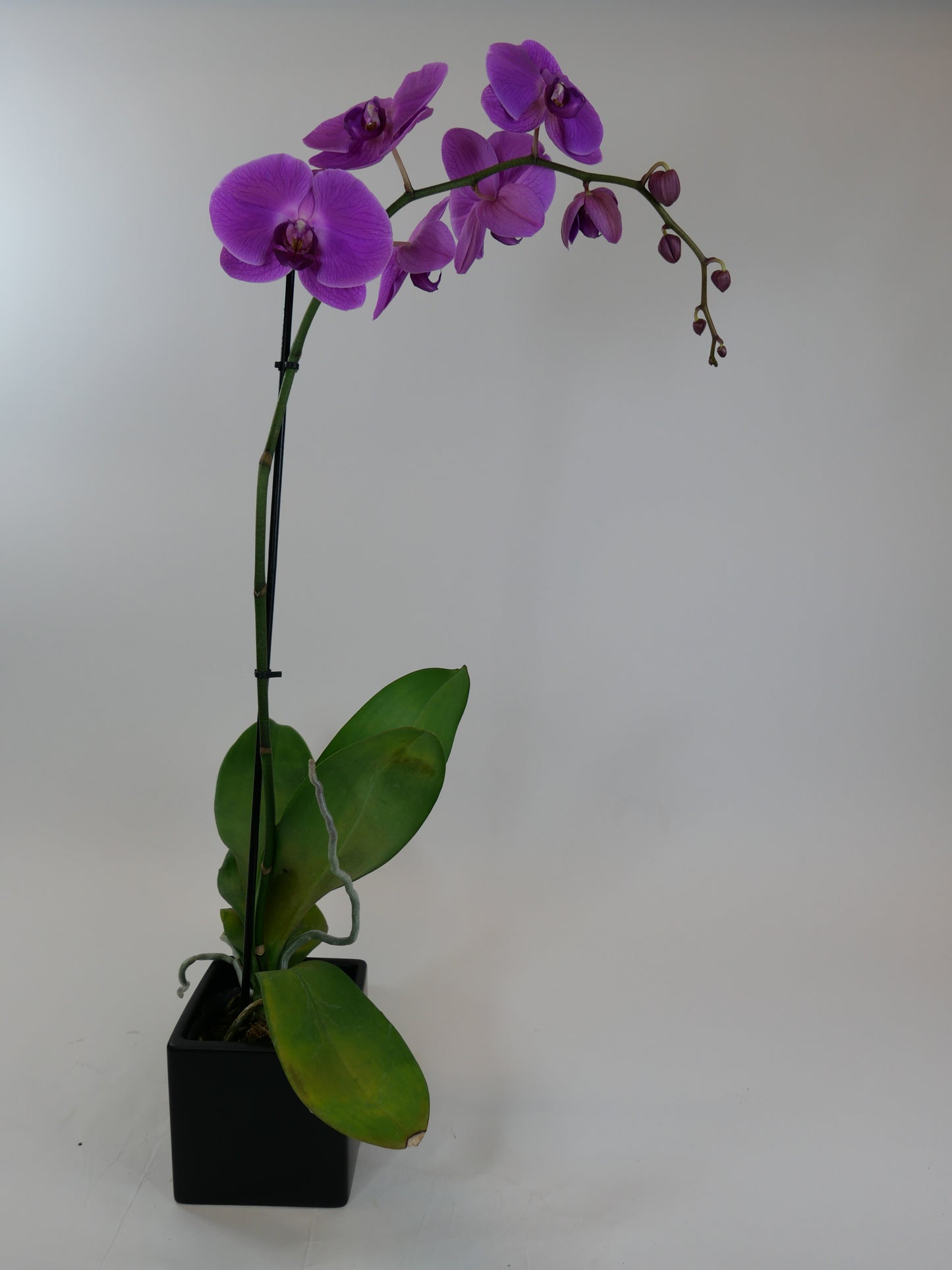 5" Live Phalaenopsis Orchid Plant – Large Blooms with Ceramic Pot