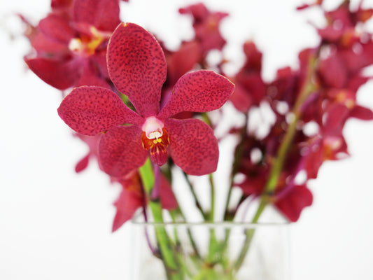 Deep Red Mokara Cut Orchids