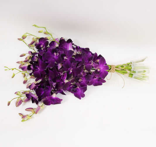 Purple Cut Dendrobium Orchids