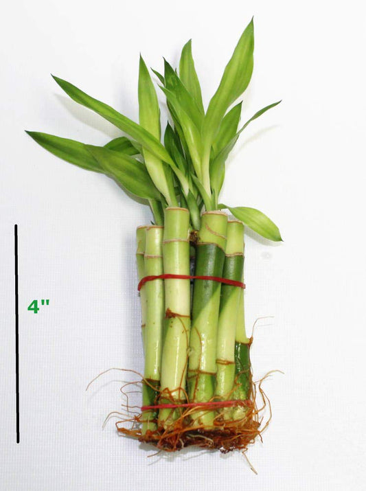 Live Straight Lucky Bamboo Stalks with Shoots (Single Bunch)