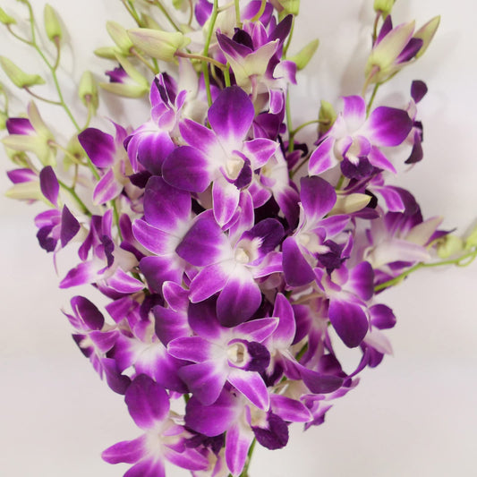 Sonia Cut Dendrobium Orchids