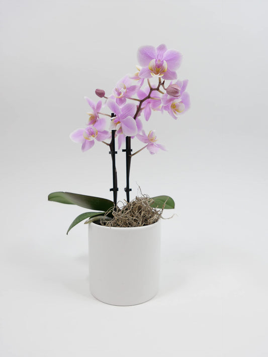 Live Mini 3" Phalaenopsis Orchid with Ceramic Pot