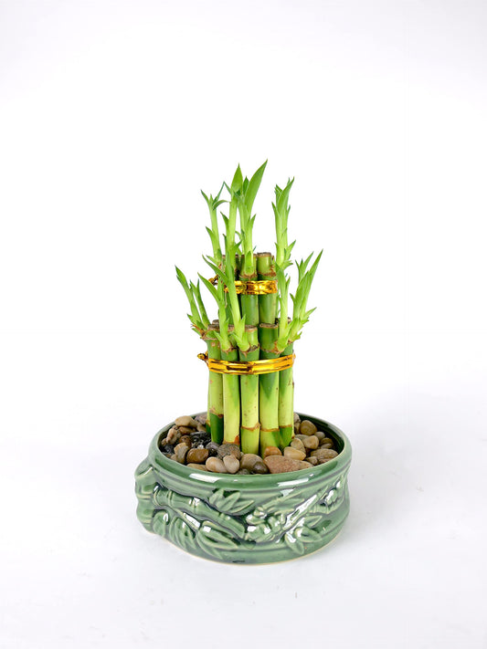 2-Tier Lucky Bamboo Tower – Live Plant in Frog Ceramic Pot