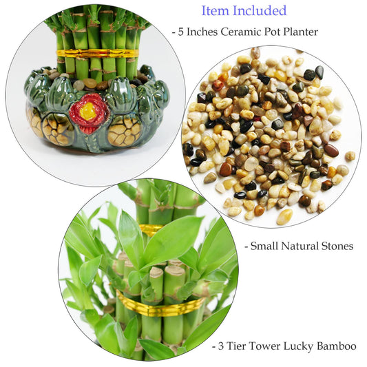 3-Tier Lucky Bamboo Plant Arrangement in Ceramic Animal Pot
