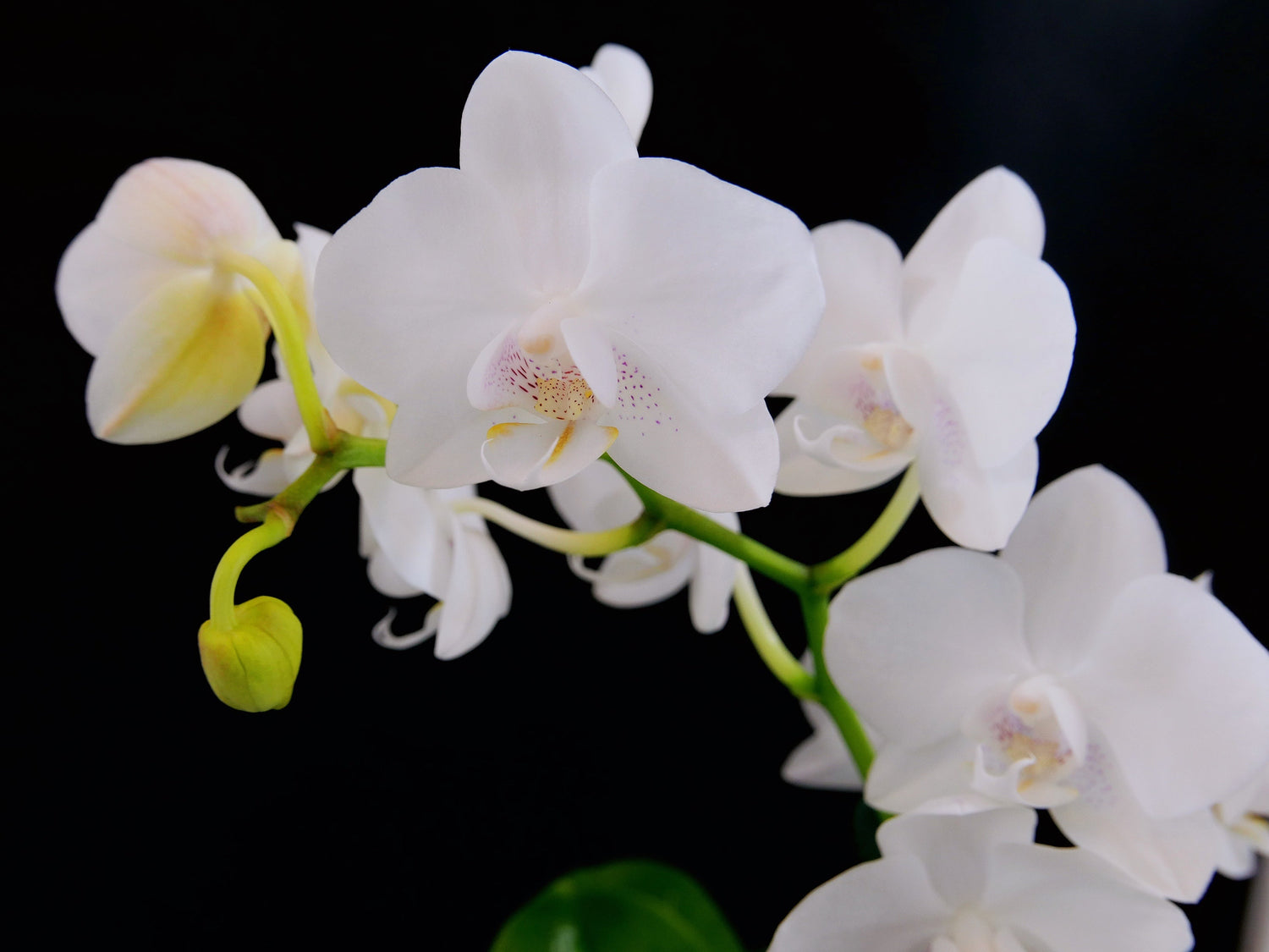 assorted mini orchids arranged side by side in a row with white pots
