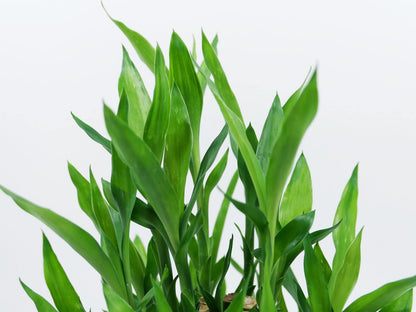 Three 12-Inch Lucky Bamboo Arrangement – Live Feng Shui Plant in Handmade Ceramic Pot with Polished Stones