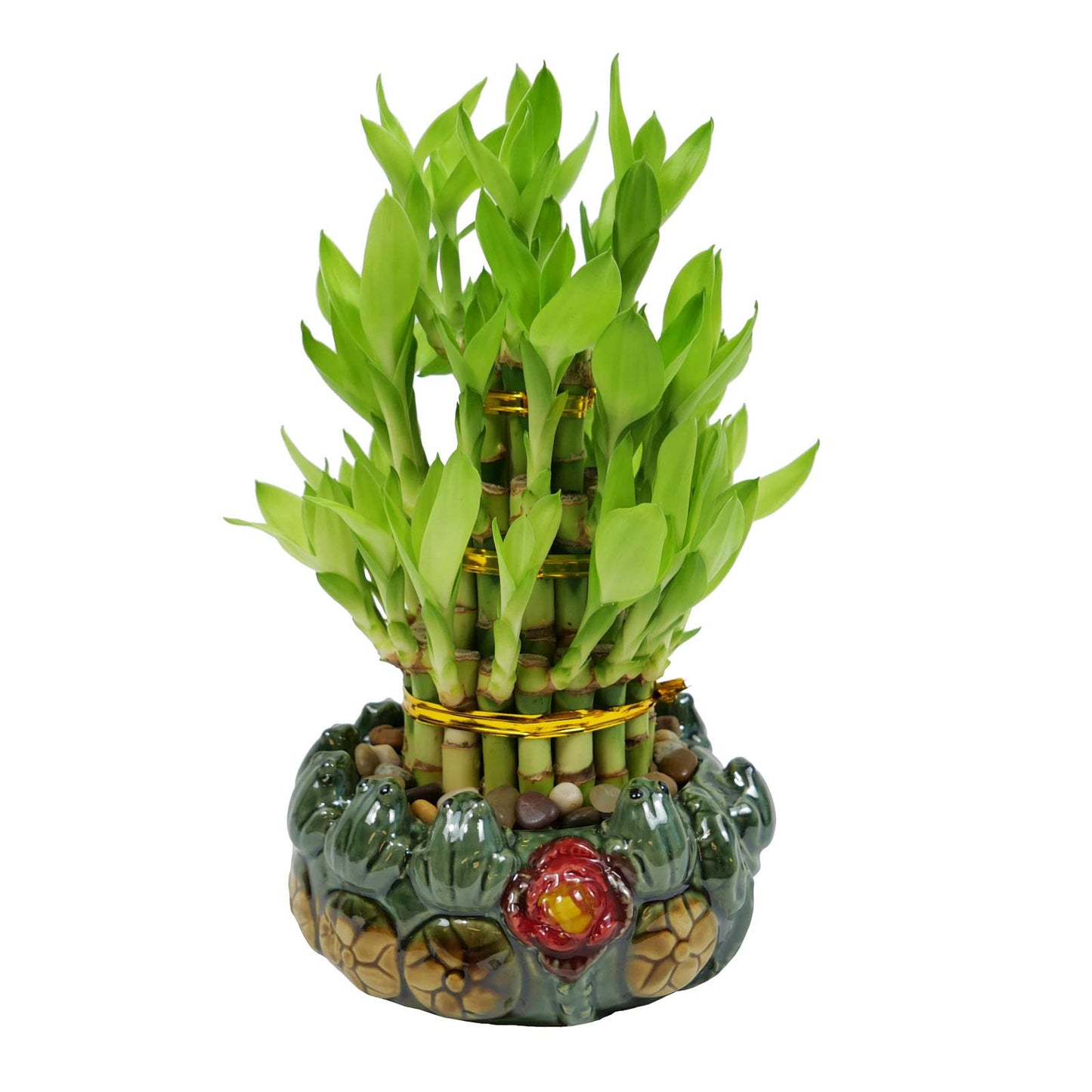 3-Tier Lucky Bamboo Plant Arrangement in Ceramic Animal Pot