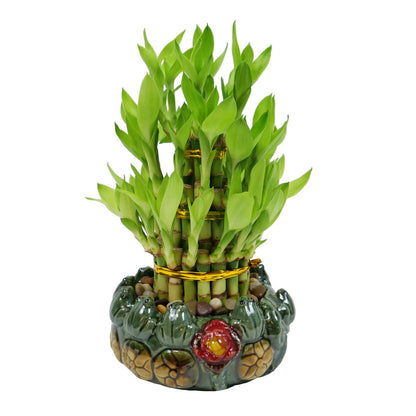3-Tier Lucky Bamboo Plant Arrangement in Ceramic Animal Pot