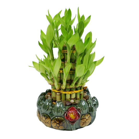 3-Tier Lucky Bamboo Plant Arrangement in Ceramic Animal Pot