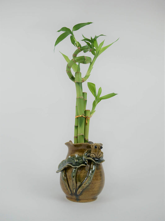 Lucky Bamboo Spiral Arrangement – Live 4-Stalk Plant in Handmade Ceramic Pot