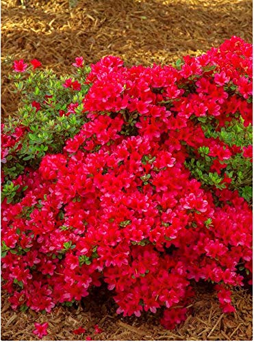 Hino-Crimson Azalea – 1 Gallon Outdoor Shrub with Vibrant Red Blooms