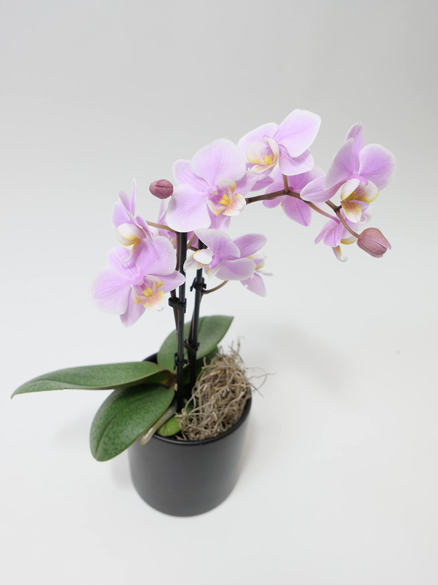Mini Phalaenopsis Orchid – 3" with Ceramic Pot