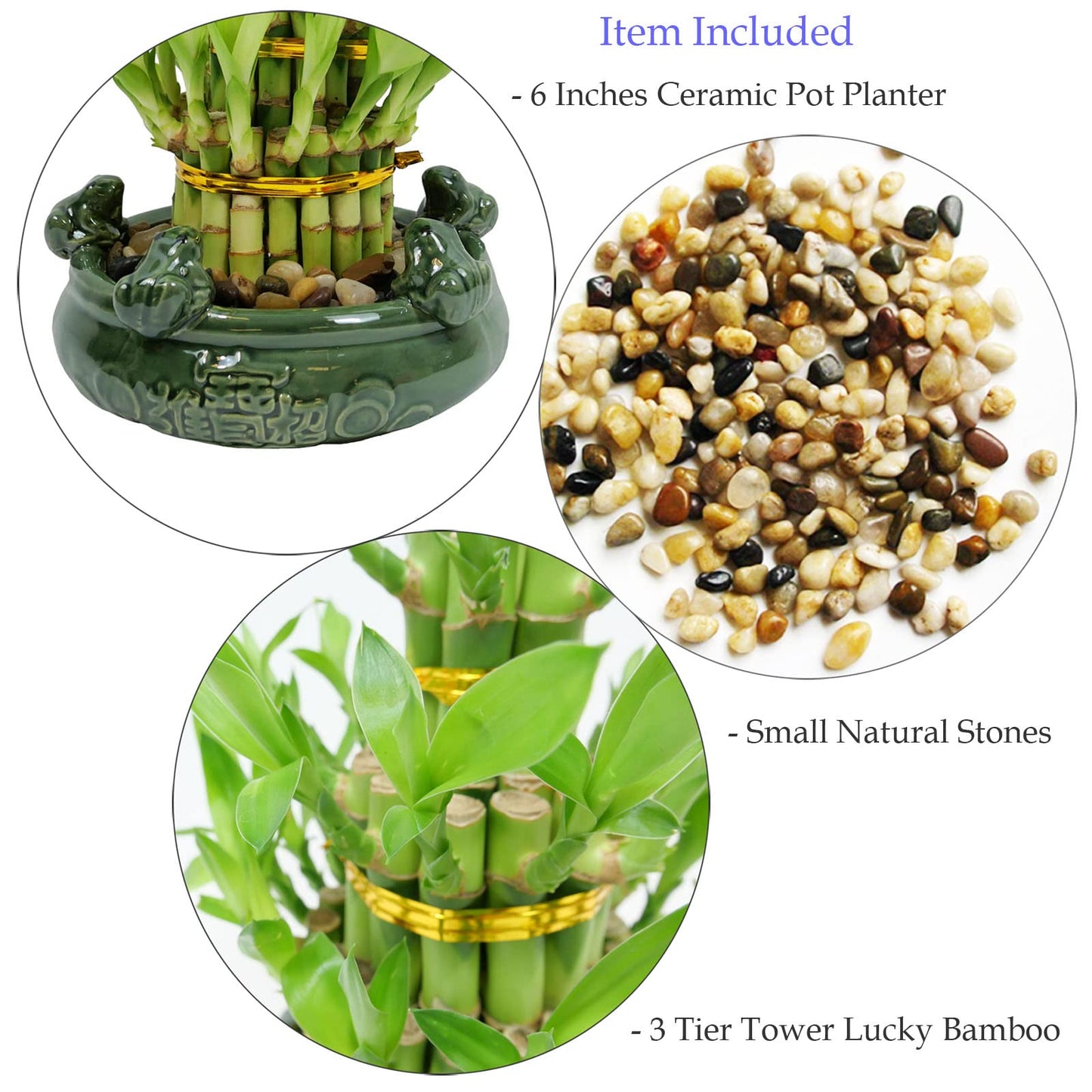 3-Tier Lucky Bamboo Plant Arrangement in Ceramic Animal Pot