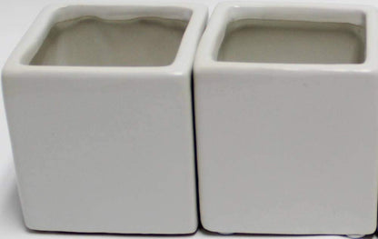 Live 2-Inch Assorted Succulent Set – Mini Potted Plants with Decorative Rocks (2, 3, or 5 Pack)