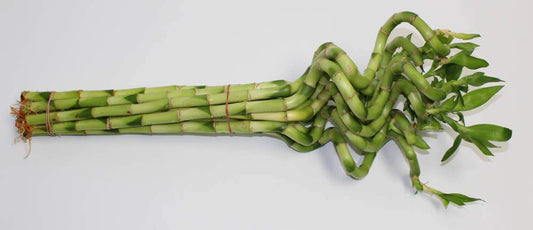 Lucky Bamboo Corkscrew Spiral Shoots (Bunch)