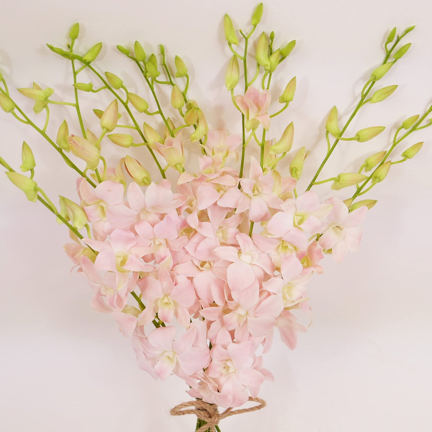 Jinda Sweet (Peachy Pink) Cut Dendrobium Orchids