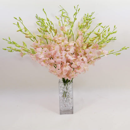 Jinda Sweet (Peachy Pink) Cut Dendrobium Orchids