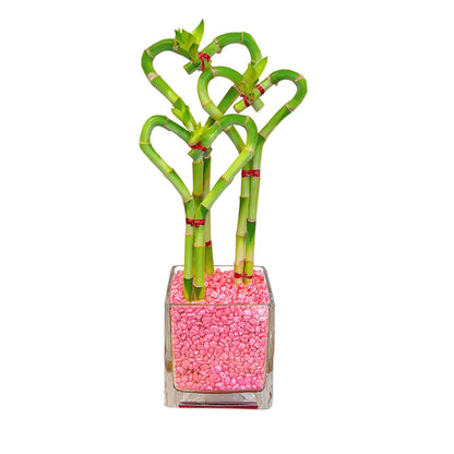 Heart-Shaped Lucky Bamboo Arrangement in Glass Vase – 1, 2, or 3 Hearts