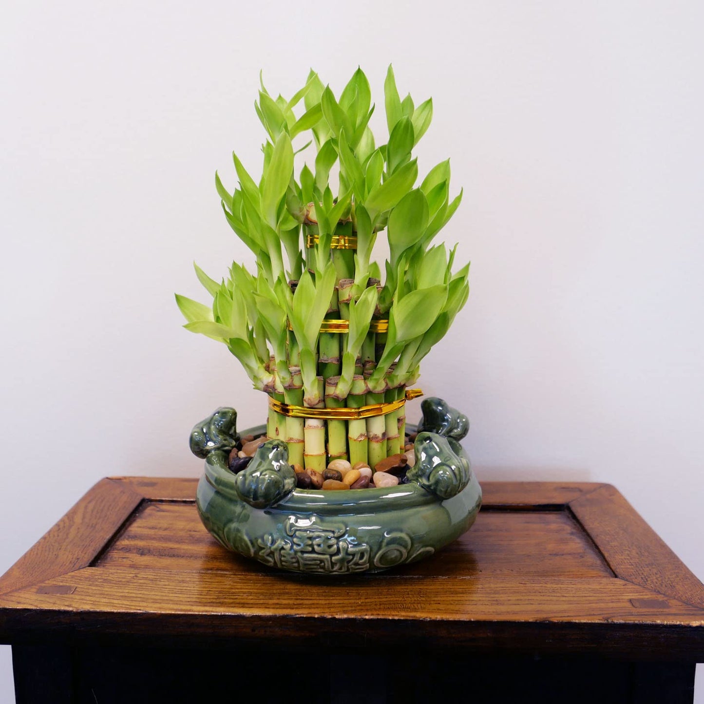 3-Tier Lucky Bamboo Plant Arrangement in Ceramic Animal Pot