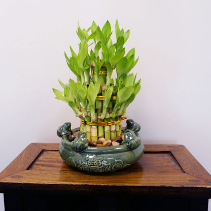 3-Tier Lucky Bamboo Plant Arrangement in Ceramic Animal Pot