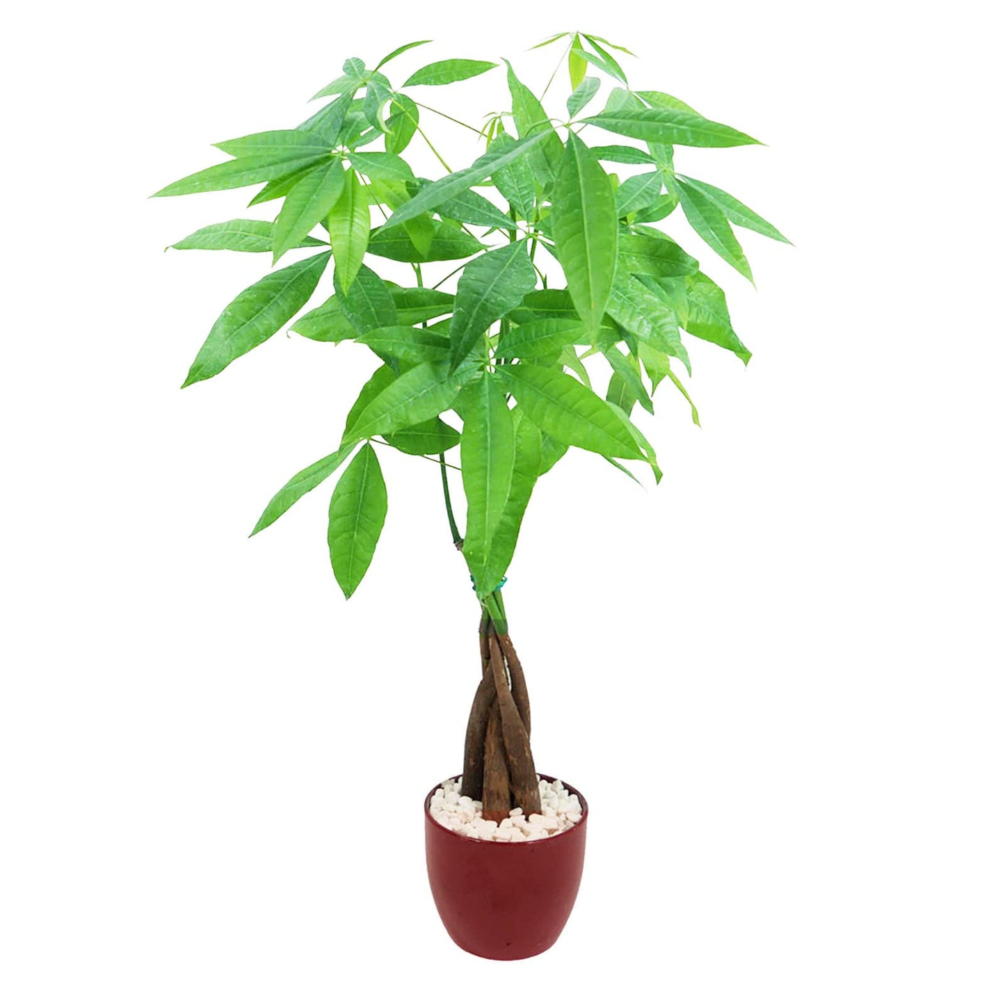 Live Money Tree (Pachira Aquatica) – 18–22” Tall Indoor Plant with Ceramic Pot