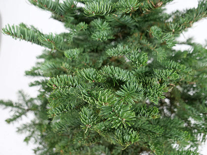 Real Fresh Cut Douglas Fir Christmas Tree