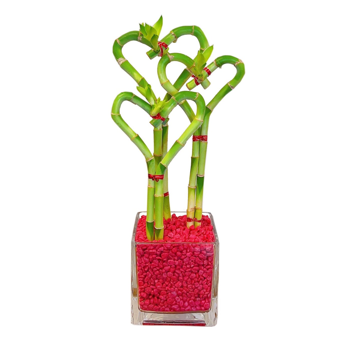 Heart-Shaped Lucky Bamboo Arrangement in Glass Vase – 1, 2, or 3 Hearts