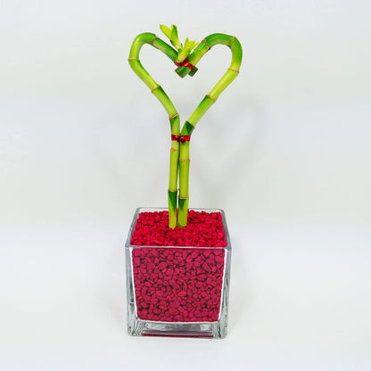 Heart-Shaped Lucky Bamboo Arrangement in Glass Vase – 1, 2, or 3 Hearts