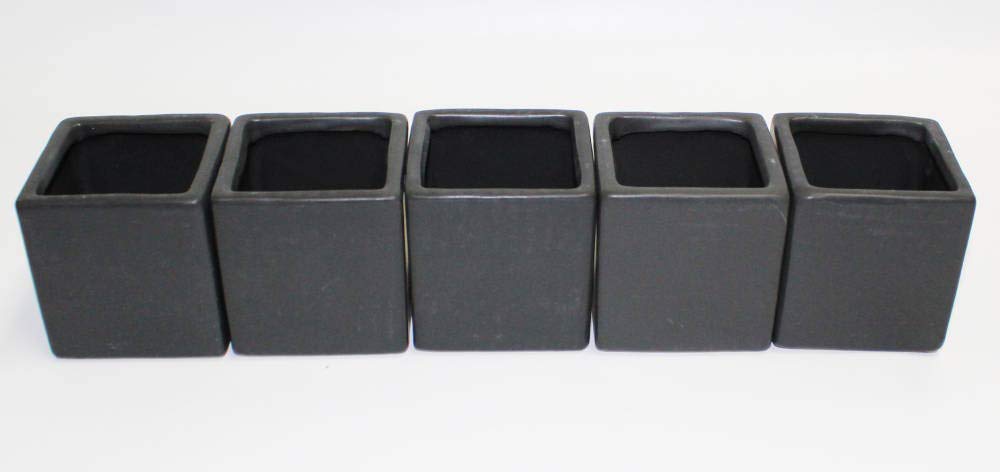 Live 2-Inch Assorted Succulent Set – Mini Potted Plants with Decorative Rocks (2, 3, or 5 Pack)