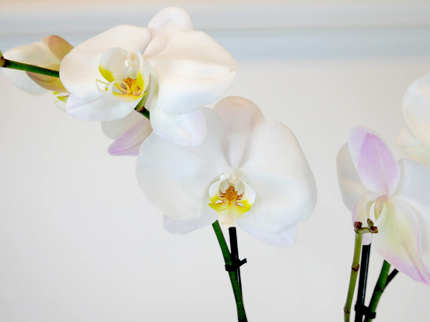 5" Live Phalaenopsis Orchid Plant – Large Blooms with Ceramic Pot