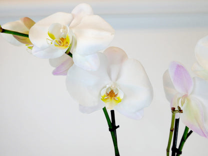 5" Live Phalaenopsis Orchid Plant – Large Blooms with Ceramic Pot