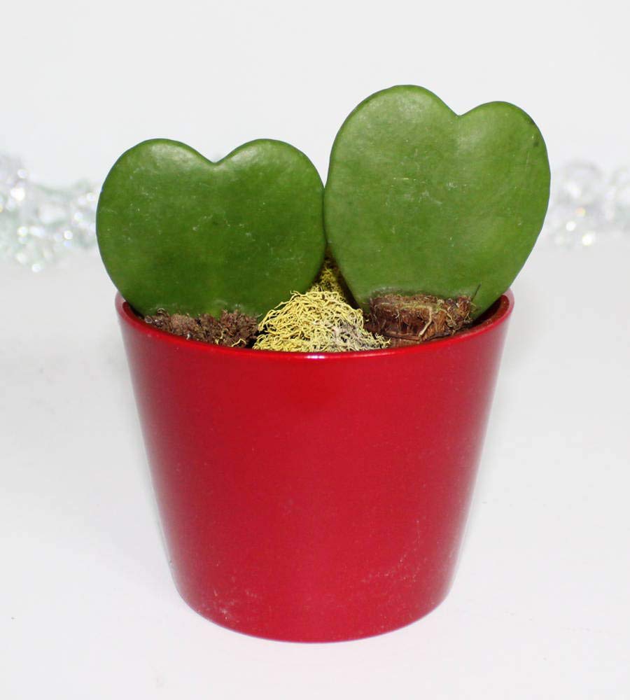 Heart-Shaped Hoya Kerrii – Live Succulent Plant Arrangement in Ceramic Pot