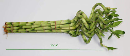 Lucky Bamboo Corkscrew Spiral Shoots (Bunch)