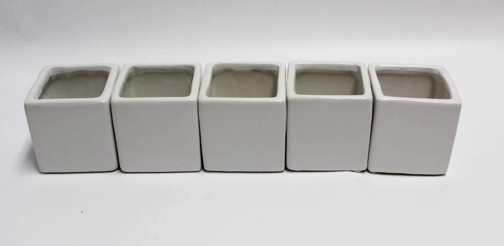 Live 2-Inch Assorted Succulent Set – Mini Potted Plants with Decorative Rocks (2, 3, or 5 Pack)