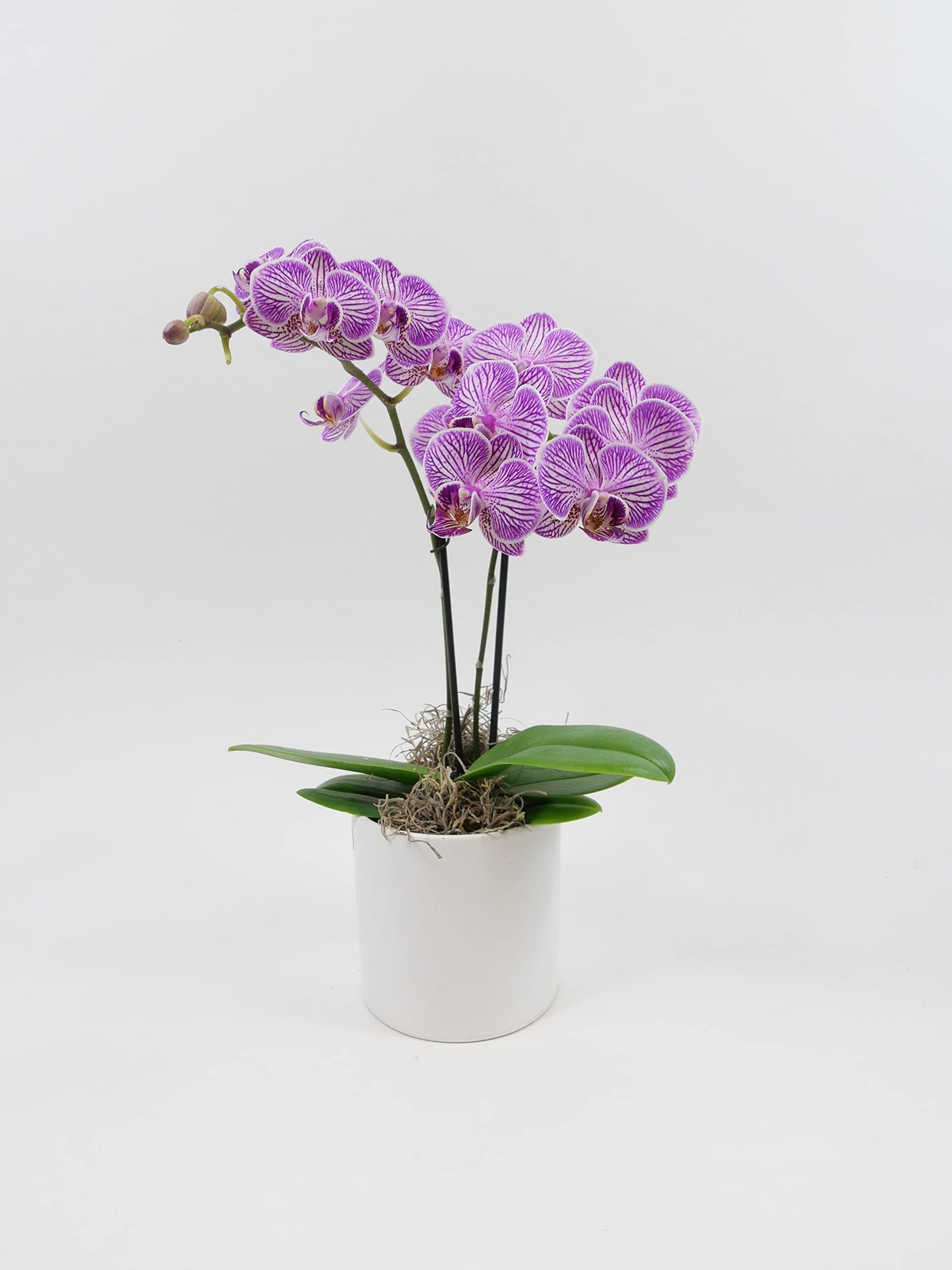 Mini Phalaenopsis Orchid – 3" with Ceramic Pot