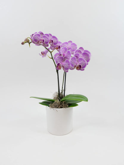 Mini Phalaenopsis Orchid – 3" with Ceramic Pot