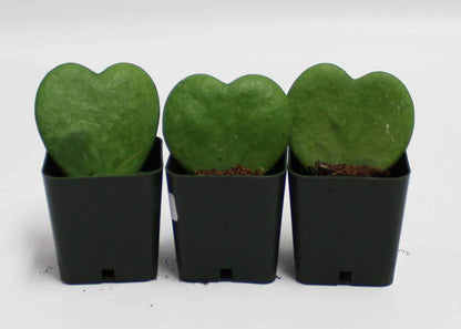 Set of 3 Hoya Kerrii – Live Heart-Shaped Succulent Plants in 2” Grower Pots